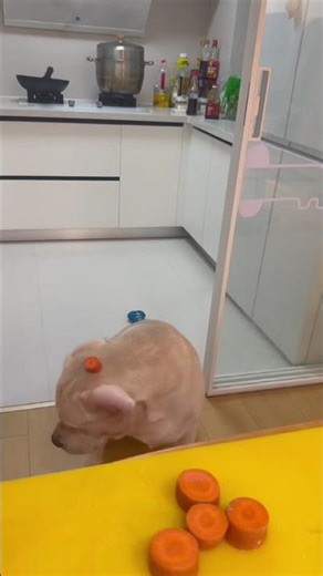 My Dog Can't Find His Carrot || ViralHog