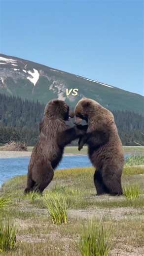American Grizzly Bears 🐻 #wildlifeentertainment #facts