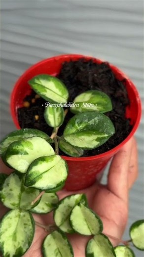 Hoya 🌱