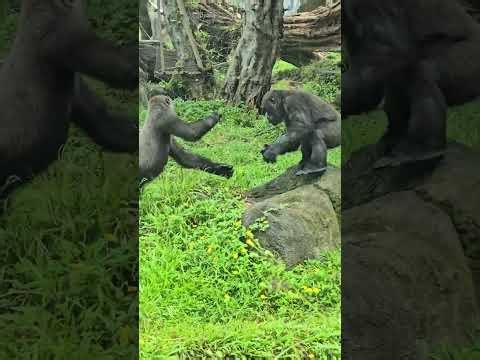 Gorilla Gorilla Gorilla Western Lowland Gorilla Taipei Zoo