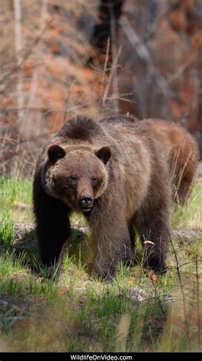 Grizzly Mum Leads Yearling Away from Other Bears
