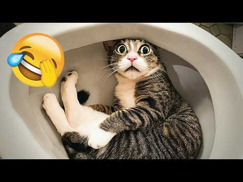 Hilarious Cats and Dogs Moments 2025😼🐶Try Not To Laugh😜