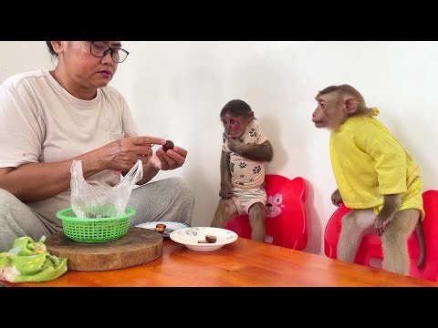 Live Cute Monkey Moments 🐒