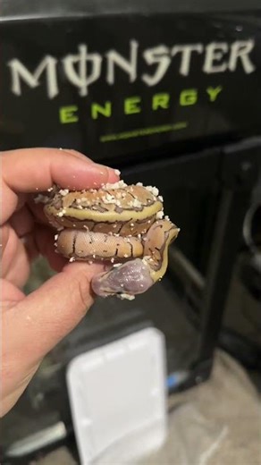 Baby #ballpython Then vs Now