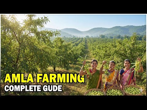 Amla (Indian Gooseberry) Farming Business | Complete Guide, Yield & Profit