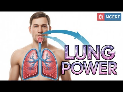 Human Physiology I Breathing & Exchange Of Gases I Parts of respiratory system (nose to alveoli) I