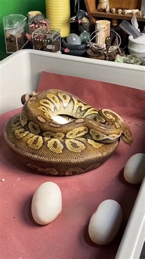 Complete ball python hatch!