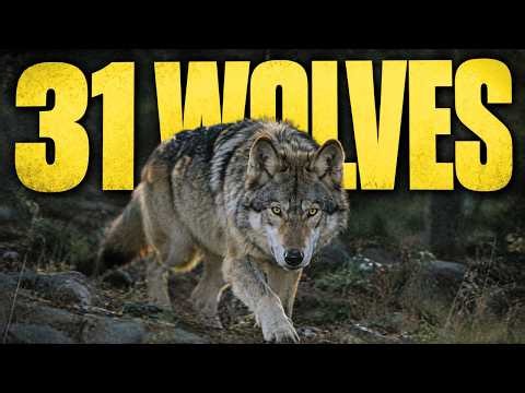 Yellowstone Wolves: The "Trophic Cascade" Myth Explained