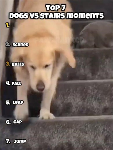 Dogs vs Stairs
