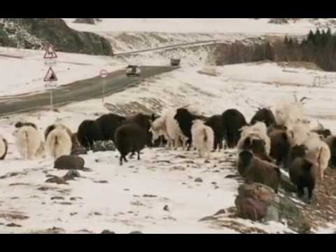 Untamed Nature LIVE: Watch Animals Roam Free#JuboSmiles Telltales#JuboSmiles#African folktales