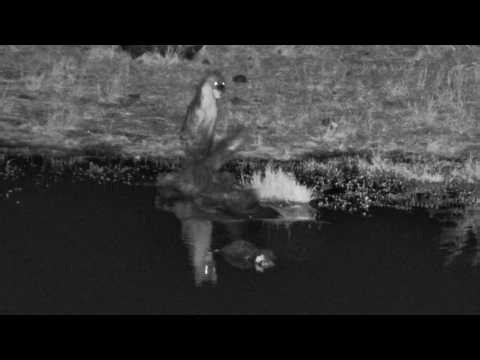 The Crocodile Was Waiting the Entire Time