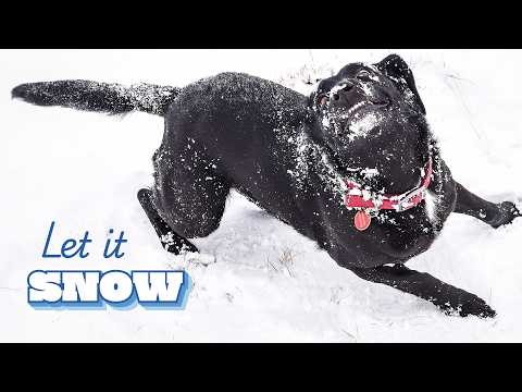 Dogs Discovering Snow 😮❄️ | FUNNIES & Cute Winter Animal Shorts