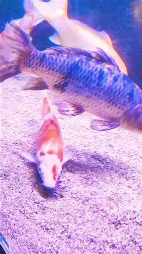 Wildlife Fact: This Colorful Fish Will Shock You 😳🐠 #wildlife #nature #fish #animals