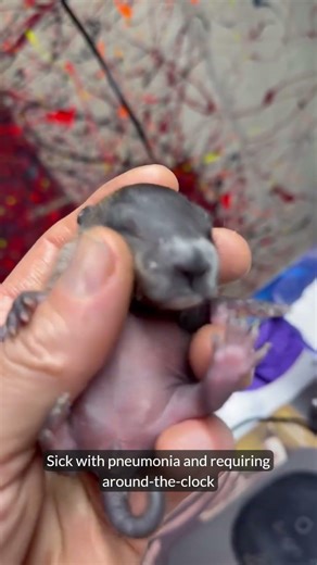 Orphaned Groundhog Arrives As Grief Strikes [STORY BELOW]