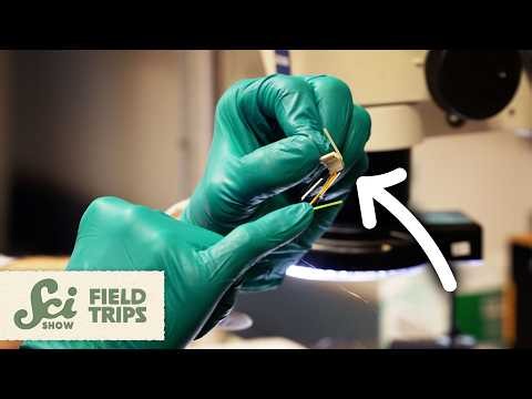 Is the Secret to Treating Schizophrenia in... Engineering?