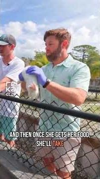 Measuring a 13-Foot Alligator: Up Close & Dangerous!