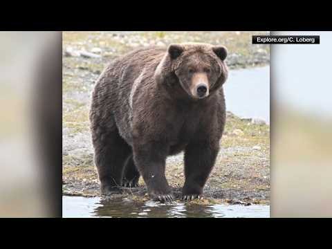 The Fat Bear Week final is down to two chunky contenders