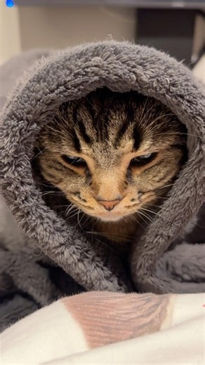猫のジェダイが暗黒面に落ちてしまった結果...!? #cat #猫