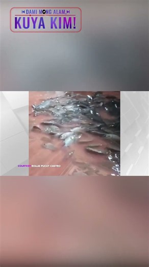 Tilapia sa baha?! | Dami Mong Alam, Kuya Kim!