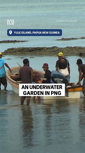 As rising sea temperatures devastate coral reefs, a community in Papua New Guinea teams up with an Australian organization – and the feisty village chicken – to restore fish stocks in their coastal waters. | ABC Pacific