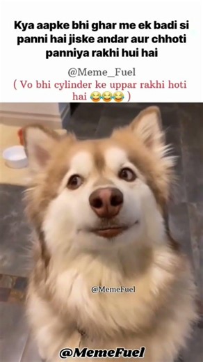 Funny dogesh memes😂😂😂#shorts#tweetreels #aesthetic #lofichill #brokenheart #sad #lofimusic #shayari
