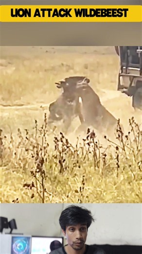 Lion Hunts Two Wildebeests in a Single Attack