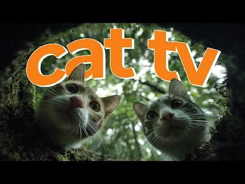 6 HOUR CAT TV - Birds & Wildlife Videos for Cats 🎶 Calming Music for Relaxation & Entertainment