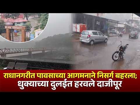 राधानगरीत पावसाच्या आगमनाने निसर्ग बहरला; धुक्याच्या दुलईत हरवले दाजीपूर
