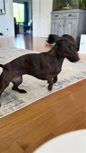 Silly Dachshund and Her Automatic Ball Launcher