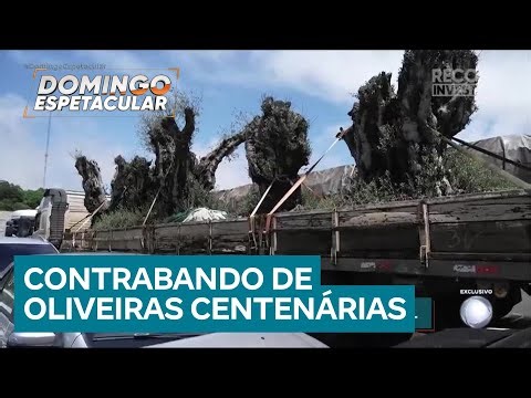Exclusivo: contrabando de oliveiras centenárias cresce na fronteira entre Argentina e Brasil