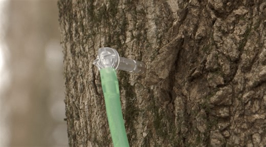 It’s maple tree tapping season