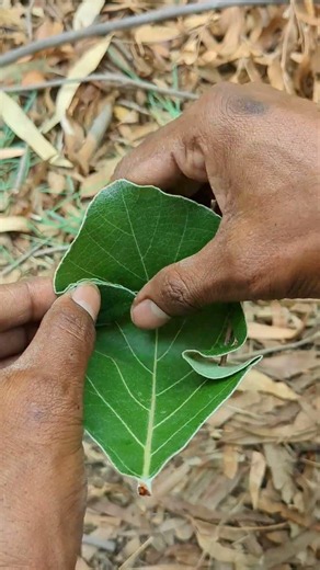 This Leaf Became a Bowl! 🌿 #survival #outdoors #bushcraft #camping #lifehacks #leaf
