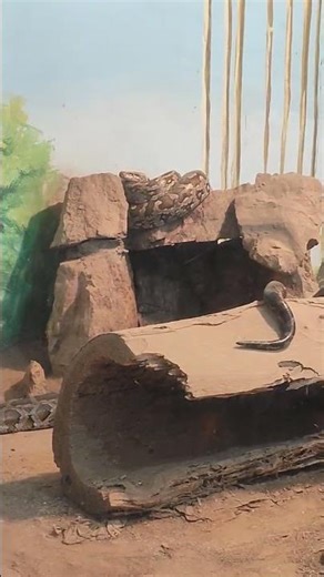 😱 Giant Reticulated Python in Patna Zoo Bihar #python #patnazoo