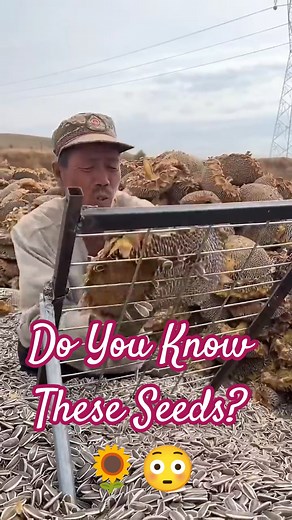 Do You Know These Seeds? 🌻 Amazing Health Benefits!