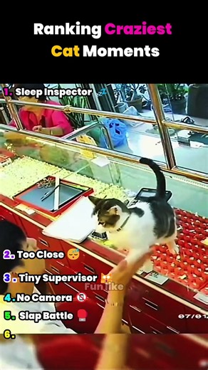 Ranking 5 Funniest Cat Moments 😂🐱 #Shorts