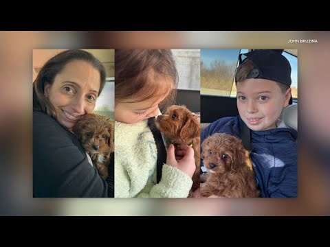 Family hurt in alleged DUI crash moments after picking up puppy for Christmas