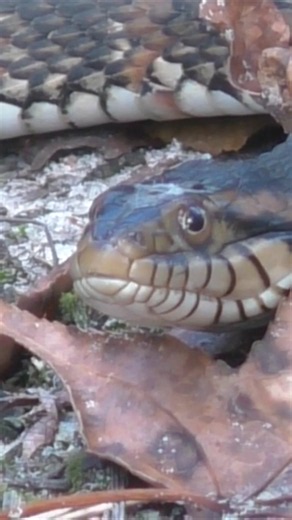 Water snake laying in some rocks at Fenney springs in The Villages, Florida