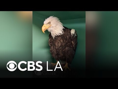 Big Bear bald eagle Jackie moved from ICU as recovery continues