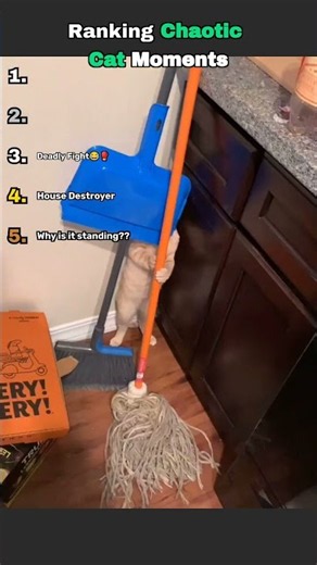 The Craziest Cat Jump You Won't Believe 😱 #cat #viral #shorts