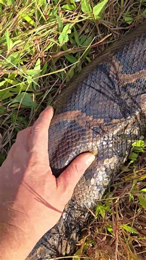 GIANT PYTHON CAPTURED IN FLORIDA!