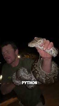 The 5 Longest Snakes on Earth!🐍🌎