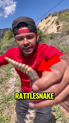 What's Actually Inside a Rattlesnake's Tail? 😳🐍
