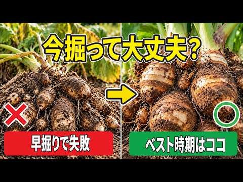 【里芋】収穫時期はいつが正解!? 掘る前に絶対確認したいベストなタイミングの見極め方！