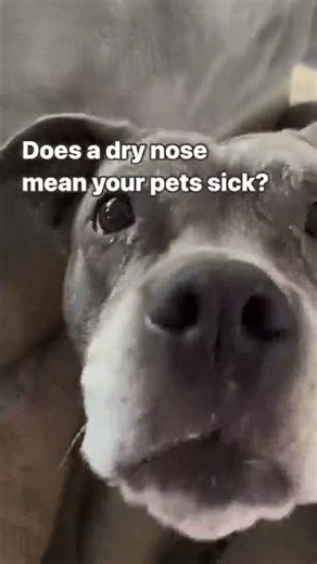 Senior pets may have a dryer nose and not have any major illnesses