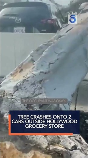 Tree crashes onto 2 cars outside Hollywood grocery store