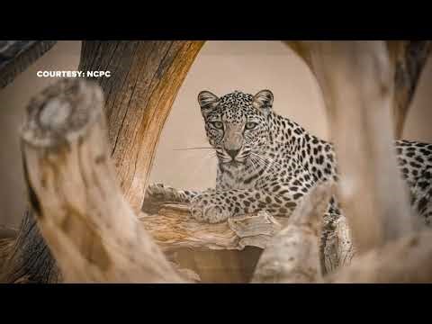 Sneak peek at National Zoo's new Arabian Leopard Habitat