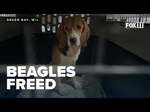 Dogs freed from Ridglan Farms testing facility being fostered, prepared for adoption