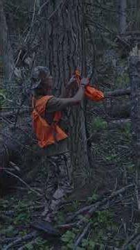 Treed bear