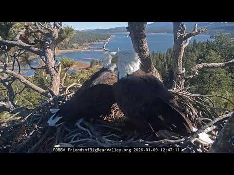 Big Bear Bald Eagle 09.01.2026 12:42