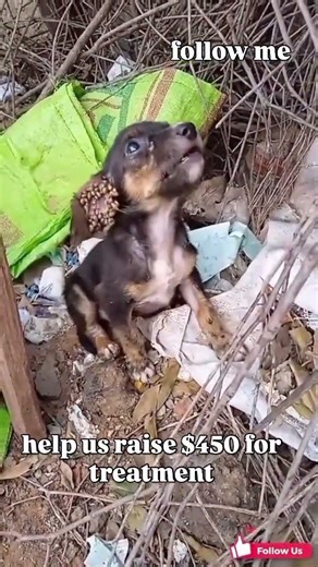 Thousands of Ticks Eating Him Alive… We Had to Act Fast 💔”